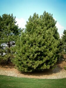 Сосна Чёрная (Pinus Nigra) купить по цене от 270.00р. в интернет-магазине «Посадика» с доставкой почтой в в Сольвычегодске и по всей России – [изображение №1].