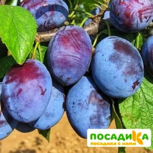 Слива Чачакская ранняя купить по цене от 229.00р. в интернет-магазине «Посадика» с доставкой почтой в в Сольвычегодске и по всей России – [изображение №1].