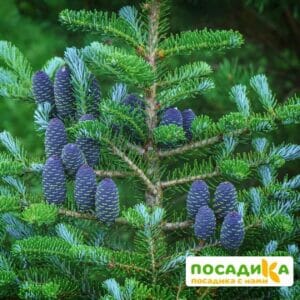 Пихта корейская (Abies koreana) купить по цене от 450.00р. в интернет-магазине «Посадика» с доставкой почтой в в Сольвычегодске и по всей России – [изображение №1].