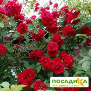 Роза плетистая Амадеус купить по цене от 399.00р. в интернет-магазине «Посадика» с доставкой почтой в в Сольвычегодске и по всей России – [изображение №1].