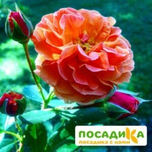 Роза Арабия купить по цене от 350.00р. в интернет-магазине «Посадика» с доставкой почтой в в Сольвычегодске и по всей России – [изображение №1].