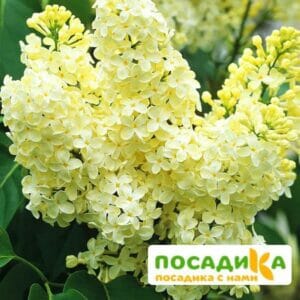 Сирень Примроуз (Primrose) купить по цене от 529.00р. в интернет-магазине «Посадика» с доставкой почтой в в Сольвычегодске и по всей России – [изображение №1].