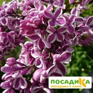 Сирень Сенсация купить по цене от 529.00р. в интернет-магазине «Посадика» с доставкой почтой в в Сольвычегодске и по всей России – [изображение №1].