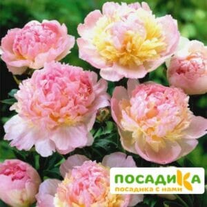 Пион Распберри Сандей (Paeonia Raspberry Sundae) купить по цене от 959р. в интернет-магазине «Посадика» с доставкой почтой в в Сольвычегодске и по всей России – [изображение №1].