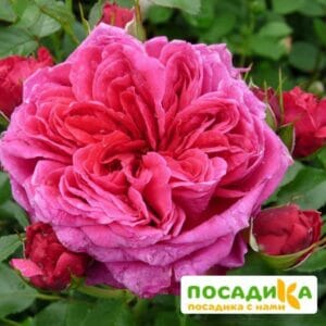 Шраб Роза Соул купить по цене от 390.00р. в интернет-магазине «Посадика» с доставкой почтой в в Сольвычегодске и по всей России – [изображение №1].
