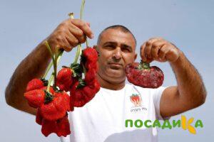 Клубника Гигант Джорнея купить по цене от 266р. в интернет-магазине «Посадика» с доставкой почтой в в Сольвычегодске и по всей России – [изображение №1].