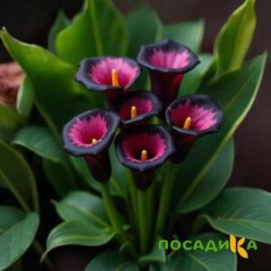 Калла Аура Лейс купить по цене от 400р. в интернет-магазине «Посадика» с доставкой почтой в в Сольвычегодске и по всей России – [изображение №1].