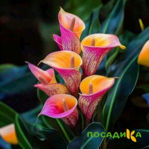 Калла Оникс купить по цене от 450р. в интернет-магазине «Посадика» с доставкой почтой в в Сольвычегодске и по всей России – [изображение №1].