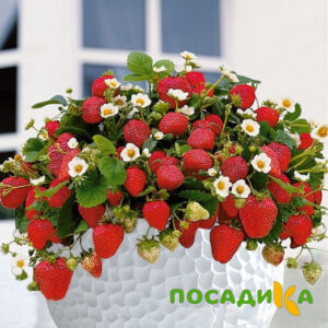 Клубника Рубиновый Шепот (горшечная) купить по цене от 240р. в интернет-магазине «Посадика» с доставкой почтой в в Сольвычегодске и по всей России – [изображение №1].