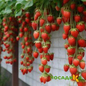 Клубника вьющаяся Комплимент купить по цене от 470р. в интернет-магазине «Посадика» с доставкой почтой в в Сольвычегодске и по всей России – [изображение №1].