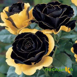 Роза Ханни Сикл купить по цене от 700р. в интернет-магазине «Посадика» с доставкой почтой в в Сольвычегодске и по всей России – [изображение №1].