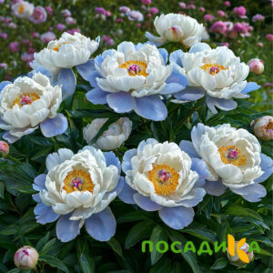 Пион акварельный Этюд купить по цене от 806р. в интернет-магазине «Посадика» с доставкой почтой в в Сольвычегодске и по всей России – [изображение №1].