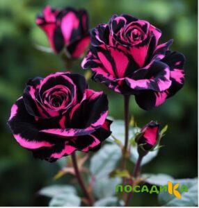 Роза Багровый Шепот купить по цене от 366р. в интернет-магазине «Посадика» с доставкой почтой в в Сольвычегодске и по всей России – [изображение №1].