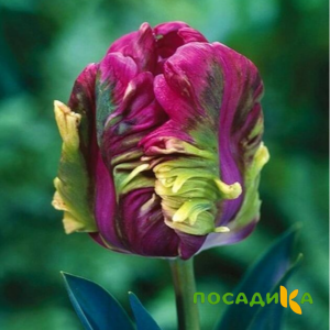 Тюльпан Экзотик Хэвен купить по цене от 186р. в интернет-магазине «Посадика» с доставкой почтой в в Сольвычегодске и по всей России – [изображение №1].