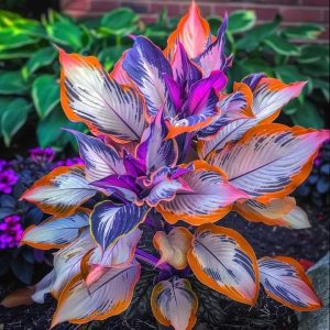 Хоста Эмеральд Тиара купить по цене от 602р. в интернет-магазине «Посадика» с доставкой почтой в в Сольвычегодске и по всей России – [изображение №1].