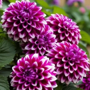 Георгин Кристал Корт купить по цене от 602р. в интернет-магазине «Посадика» с доставкой почтой в в Сольвычегодске и по всей России – [изображение №1].