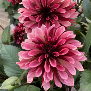 Георгин Перли Сансет купить по цене от 309р. в интернет-магазине «Посадика» с доставкой почтой в в Сольвычегодске и по всей России – [изображение №1].