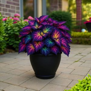 Хоста Фрости Блю купить по цене от 389р. в интернет-магазине «Посадика» с доставкой почтой в в Сольвычегодске и по всей России – [изображение №1].