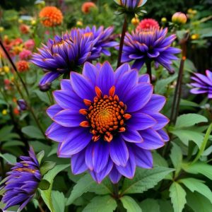 Георгин Лазурит купить по цене от 799р. в интернет-магазине «Посадика» с доставкой почтой в в Сольвычегодске и по всей России – [изображение №1].