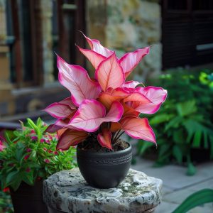 Хоста Розовая Симфония купить по цене от 800р. в интернет-магазине «Посадика» с доставкой почтой в в Сольвычегодске и по всей России – [изображение №1].