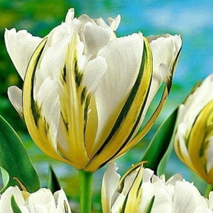 Тюльпан Экзотик Пуруссима купить по цене от 305р. в интернет-магазине «Посадика» с доставкой почтой в в Сольвычегодске и по всей России – [изображение №1].