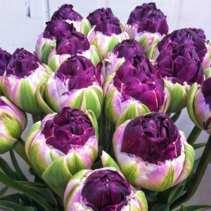 Тюльпан Анаконда купить по цене от 450р. в интернет-магазине «Посадика» с доставкой почтой в в Сольвычегодске и по всей России – [изображение №1].