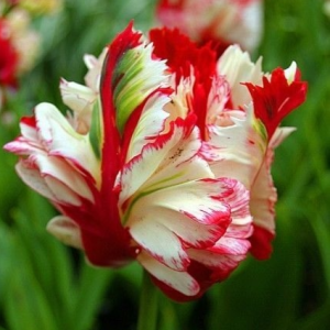 Тюльпан Эстелла Рижнвельд купить по цене от 500р. в интернет-магазине «Посадика» с доставкой почтой в в Сольвычегодске и по всей России – [изображение №1].